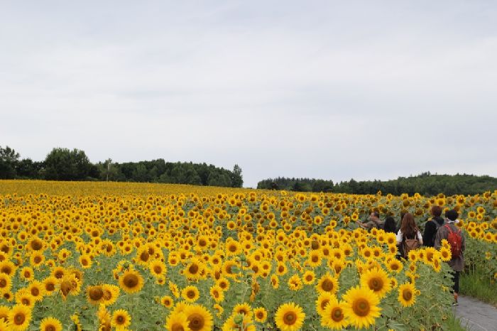 Thời tiết dễ chịu là lý do bạn nên du lịch Hokkaido mùa hè