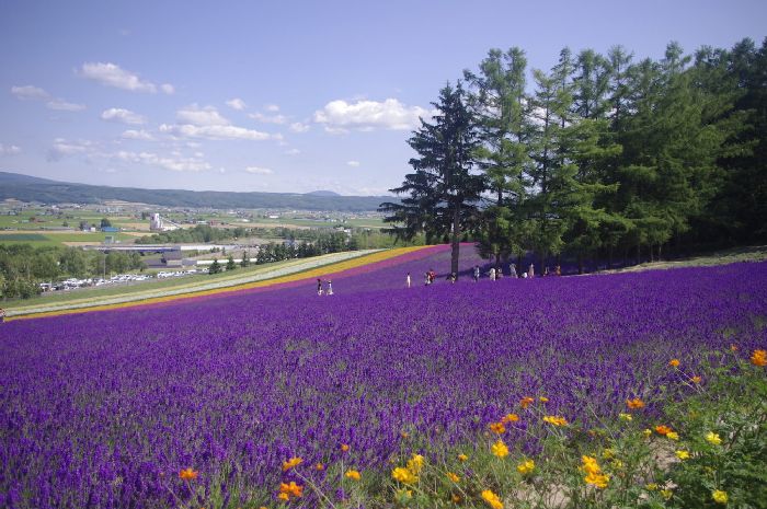 Nét đẹp thiên nhiên hấp dẫn trong chuyến du lịch Hokkaido mùa hè.