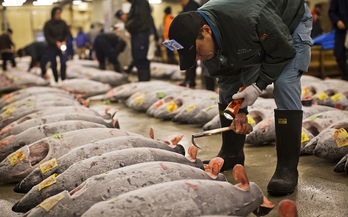 Chơi gì ở Tokyo - Chợ cá Tsukiji