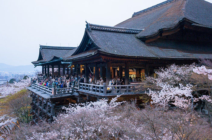 Du lịch Kyoto mùa đông - Đền  Kiyomizu là nơi ngắm hoa anh đào nổi tiếng ở Kyoto