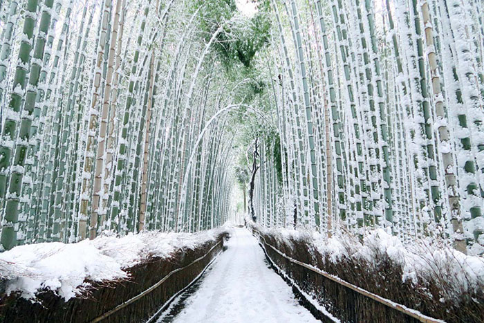 Du lịch Kyoto mùa đông - Con đường này dường như khoác lên mình vẻ lạnh lẽo, cô đơn vào mùa đông