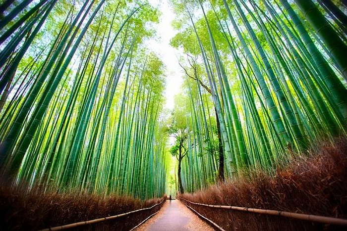 Du lịch kyoto mùa hè - Rừng tre Arashiyama