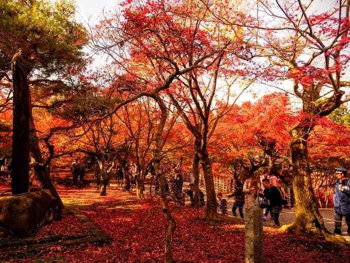 Du lịch Kyoto mùa lá đỏ - Du khách kéo đến Tofuku-ji để tận mắt ngắm lá đỏ