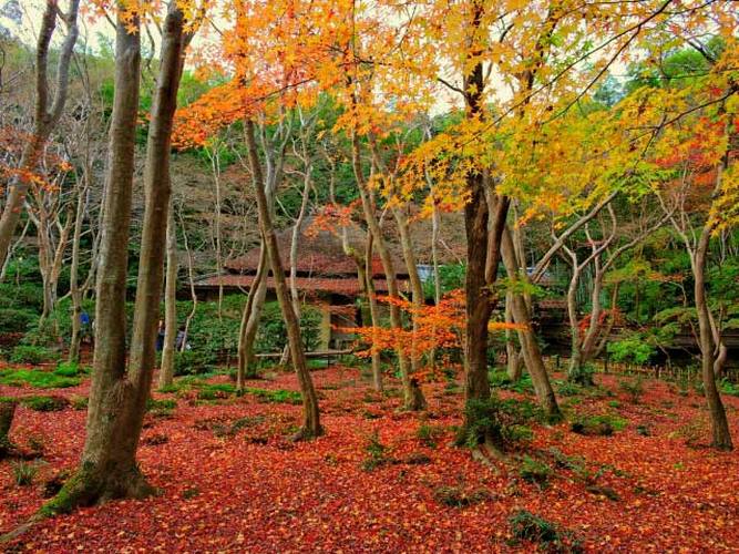 Du lịch Kyoto mùa thu - Chùa Gioji