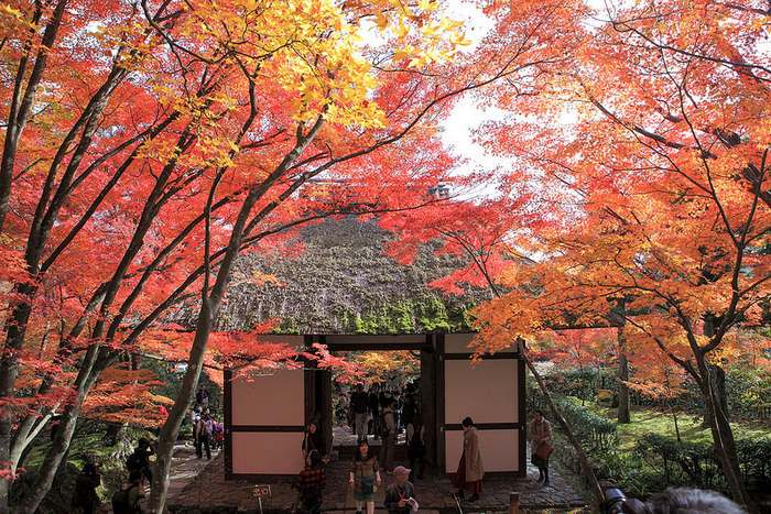 Du lịch Kyoto mùa thu -Đền Jojakkoji.