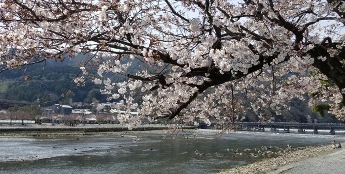 Du lịch Kyoto mùa xuân - Cầu Togetsukyo