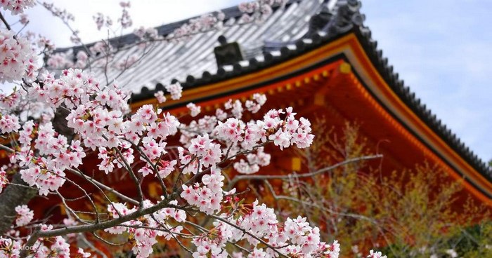 Du lịch Kyoto mùa xuân - Vườn bách thảo Kyoto