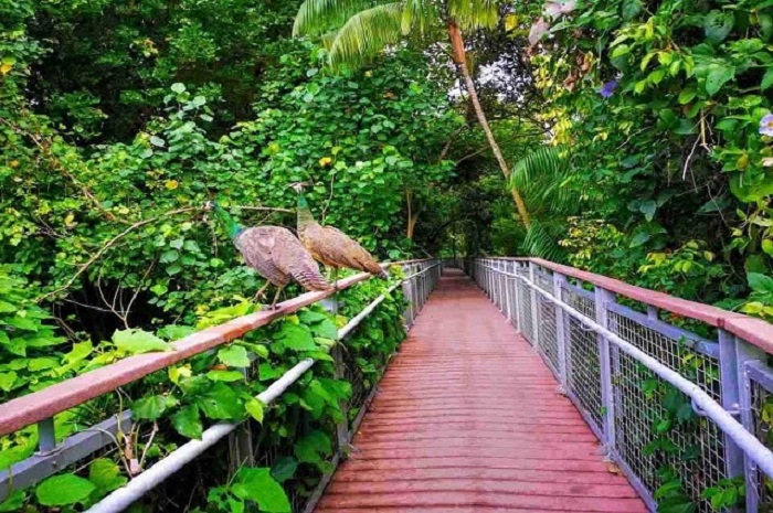 Sentosa Singapore có gì - Những loài chim quý hiểm được bảo tồn tại đây