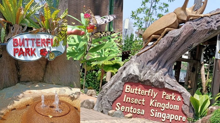 Butterfly Park and Insect Kingdom, địa điểm du lịch Sentosa