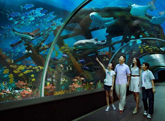 Kinh nghiệm du lịch Singapore có trẻ em - S.E.A Aquarium