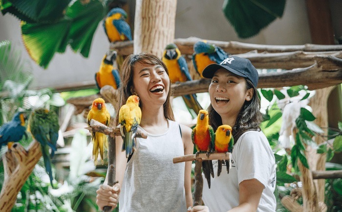 Vui chơi tại Jurong Bird Park, kinh nghiệm đi Jurong Bird Park