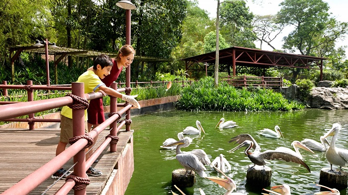 Lưu ý khi đi Jurong Bird Park, kinh nghiệm đi Jurong Bird Park