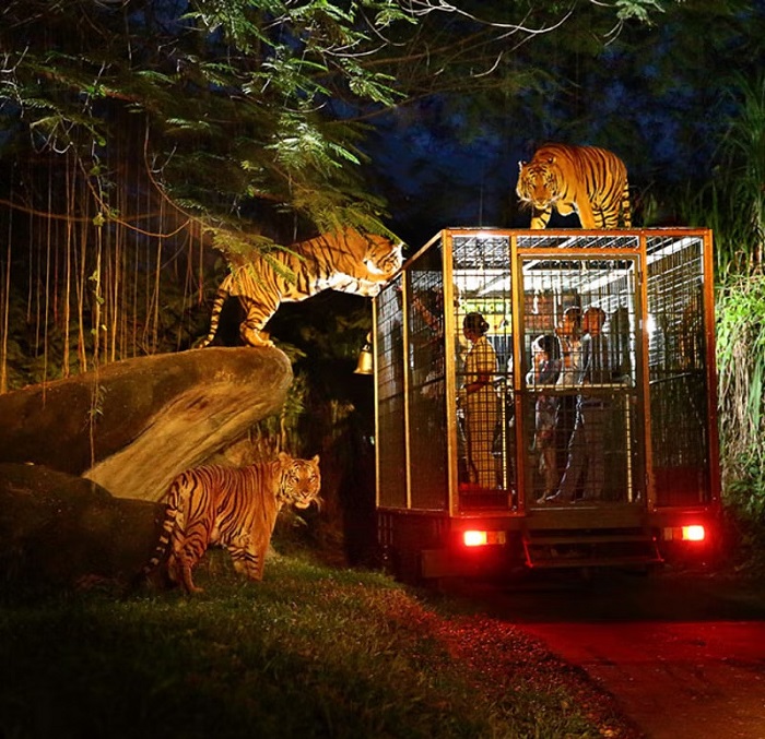 Night Safari tại sở thú Singapore