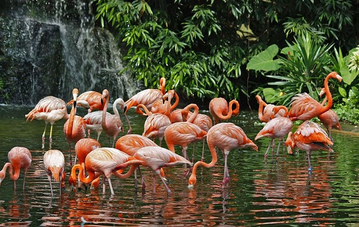 Giới thiệu về Jurong Bird Park, kinh nghiệm đi Jurong Bird Park