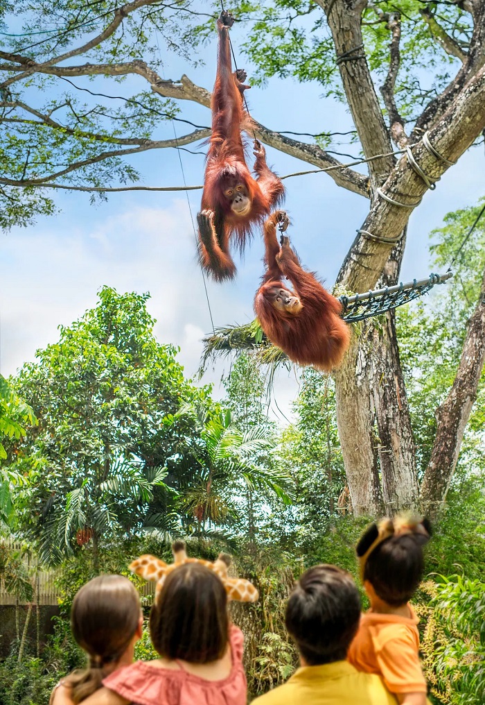 Tham quan sở thú Singapore