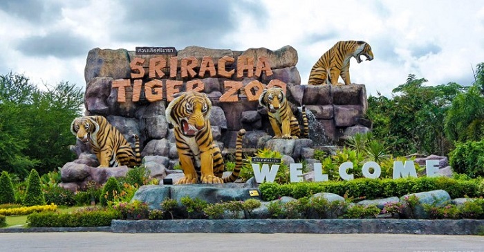 kinh nghiệm đi du lịch Thái Lan theo tour - Trại hổ Sriracha Tiger Zoo Chonburi