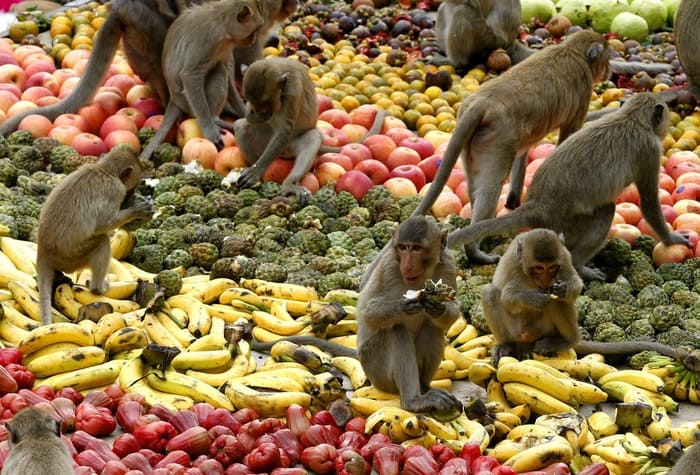 Những điều cần biết khi đi du lịch Thái Lan - Không tạo thói quen xấu khi cho khỉ ăn