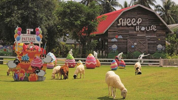 Thăm trang trại nuôi cừu tại Pattaya 