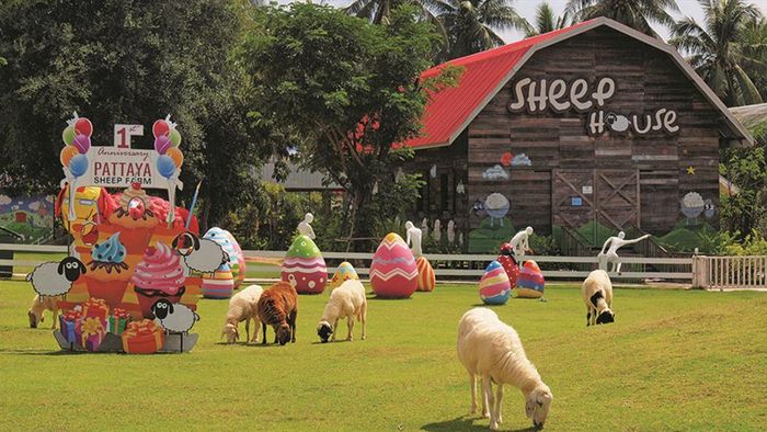 Địa điểm du lịch pattaya tại trang trại cừu 