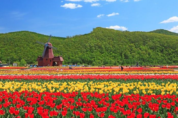 Ngắm hoa tulip tại Công viên Kamiyubetsu khi du lịch Hokkaido