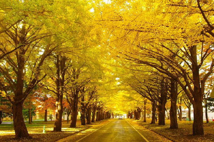 Con đường lá phong đỏ cùng lá bạch quả vàng ươm chỉ có ở Đại học Hokkaido.