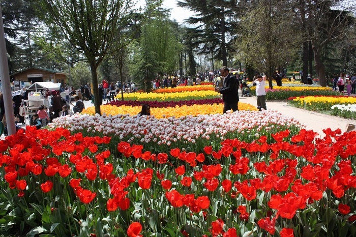 Du lịch Thổ Nhĩ Kỳ tháng nào đẹp nhất -Hoa tulip nở rộ ở Istanbul.