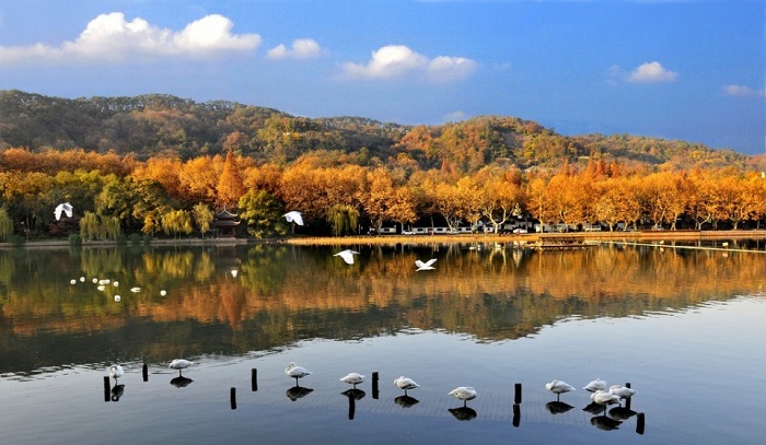 Ngắm chim tại công viên đầm lầy Xixi khi đi du lịch Hàng Châu