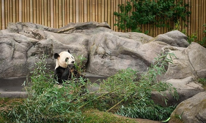 Du lịch Thành Đô Trung Quốc - Khu bảo tồn gấu trúc nơi chăm sóc số lượng lớn gấu trúc