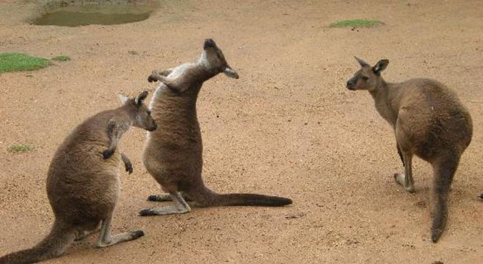 Vườn thú và Thủy cung Quốc gia Úc - Loài chuột túi đầm lầy nổi tiếng tại Úc