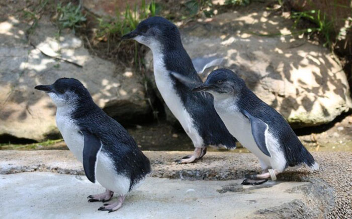 Vườn thú và Thủy cung Quốc gia Úc - Chim cánh cụt nhỏ trong vườn bách thú bé tí hon nhưng rất thích đi lại và gặp gỡ các du khách