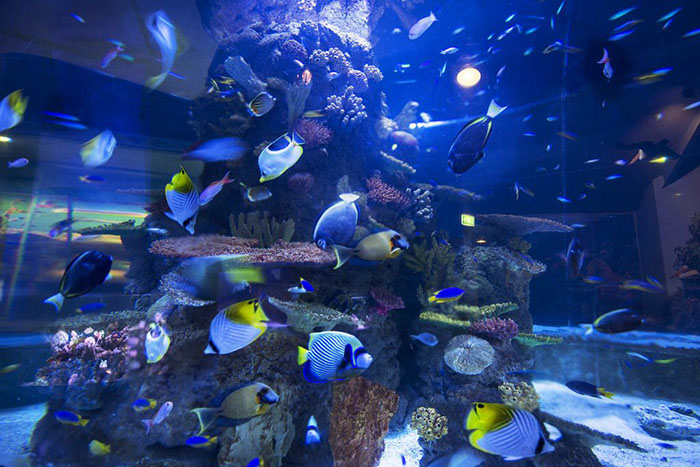 Vườn thú và Thủy cung Quốc gia Úc - Các loại cá trong thủy cung đủ loại, nhiều màu sắc