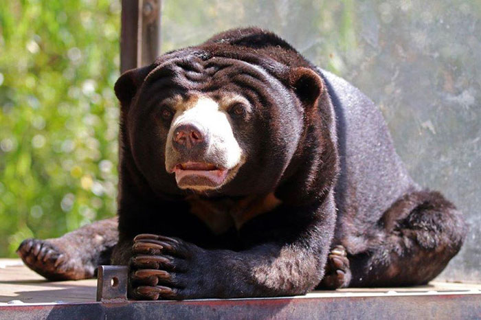 Vườn thú và Thủy cung Quốc gia Úc - Gấu nâu sống tại sở thú, trông chúng rất thân thiện và đáng yêu dù nhìn vẻ bề ngoài có vẻ hơi khó gần