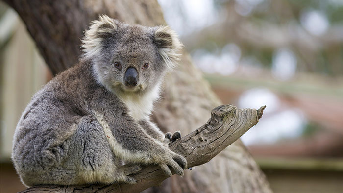 Du lịch Úc mùa hè - Chú gấu Koala cưng xỉu tại vườn thú này