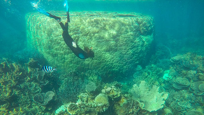 Du lịch Úc mùa hè - Bạn được tận mắt nhìn thấy cuộc sống dưới đại dương với san hô và đàn cá nhỏ bơi xung quanh