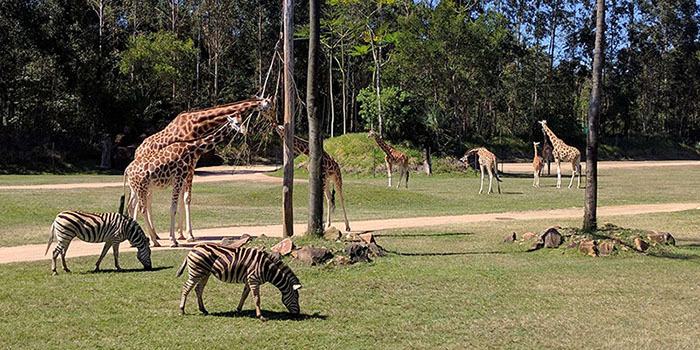 Du lịch Úc mùa hè - Các công viên, vườn thú ở Úc có diện tích rộng lớn, đi cả ngày không hết