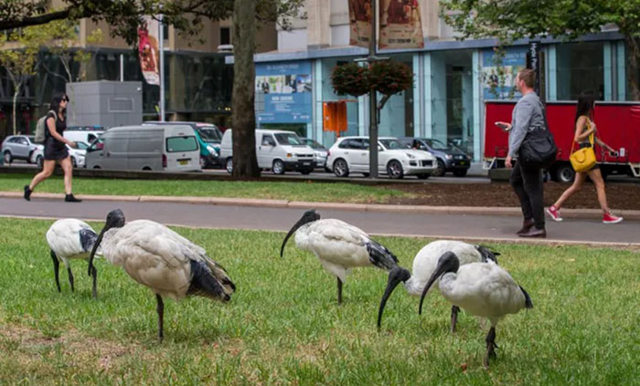Du lịch Úc mùa hè - Những chú chim này có thể cướp đồ ăn trên tay bạn đấy