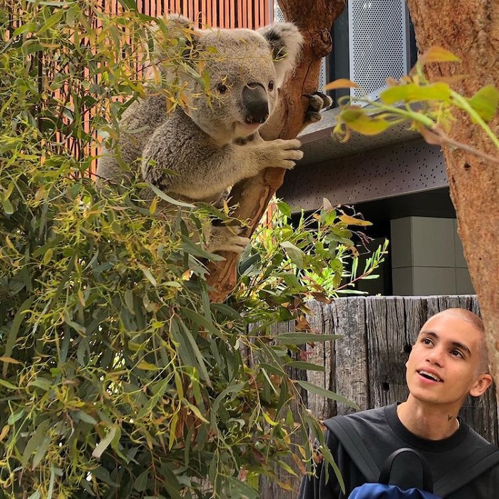 Gấu Koala tại vườn thú Taronga