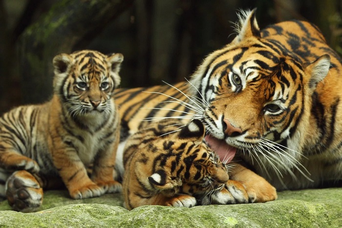 Loài hổ tại vườn thú Taronga