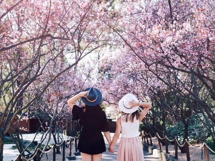 Kinh nghiệm du lịch Úc mùa xuân - Lễ hội hoa anh đào ở Melbourne gợi nhớ đến đất nước Nhật Bản xa xôi