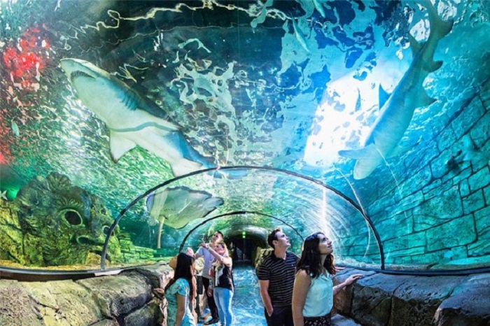 Kinh nghiệm du lịch Úc mùa xuân - Bảo Tàng Hải Dương Học Sydney Aquarium