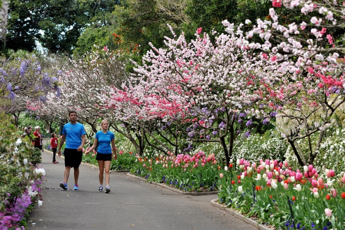 Kinh nghiệm du lịch Úc mùa xuân - Lễ hội hoa Floriade tại Canberra.