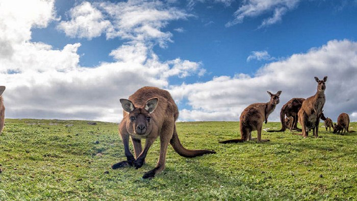 Kinh nghiệm du lịch Úc mùa đông - Kangaroo