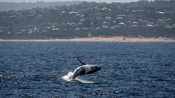 Kinh nghiệm du lịch Úc mùa đông - Cá voi.