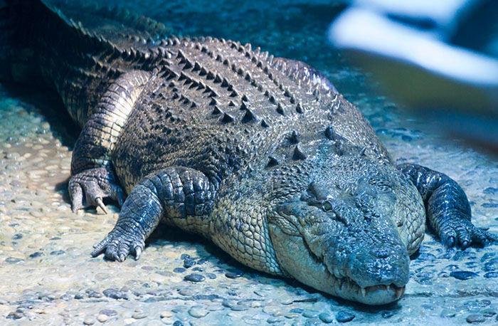 Thủy cung Melbourne - Chú cá sấu này nhìn có vẻ không đáng sợ lắm nhỉ