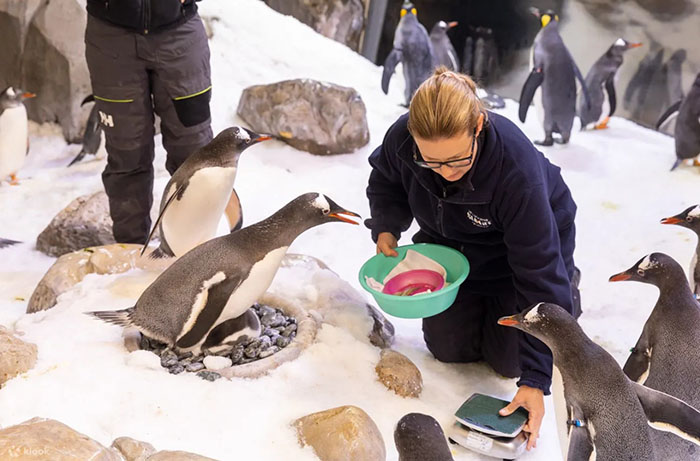 Thủy cung Melbourne - Du khách được trực tiếp cho chim cánh cụt ăn