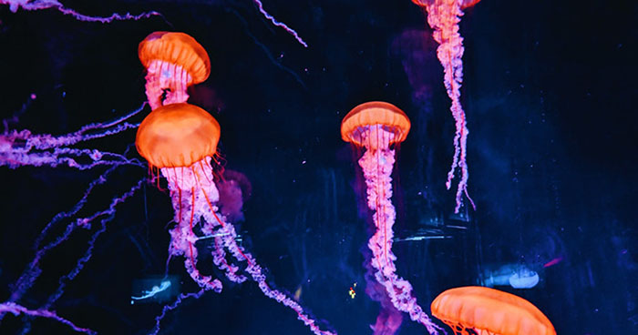 Thủy cung Melbourne - Những chú sứa trong suốt rực rỡ hơn bao giờ hết