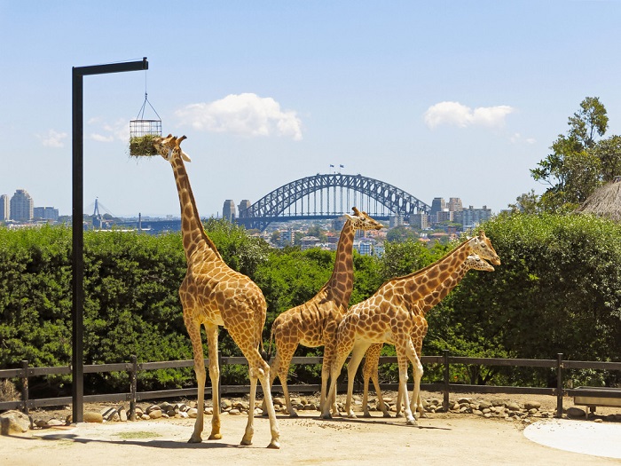 Vườn bách thú và công viên, địa điểm du lịch Sydney