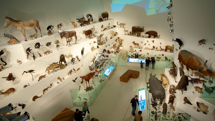 Bảo tàng Melbourne chứa rất nhiều tư liệu