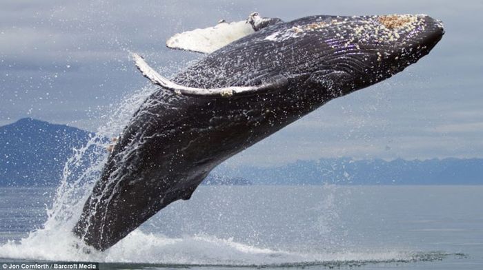 Du lịch úc tháng 6 CÓ THỂ Săn ảnh cá voi tại Coast