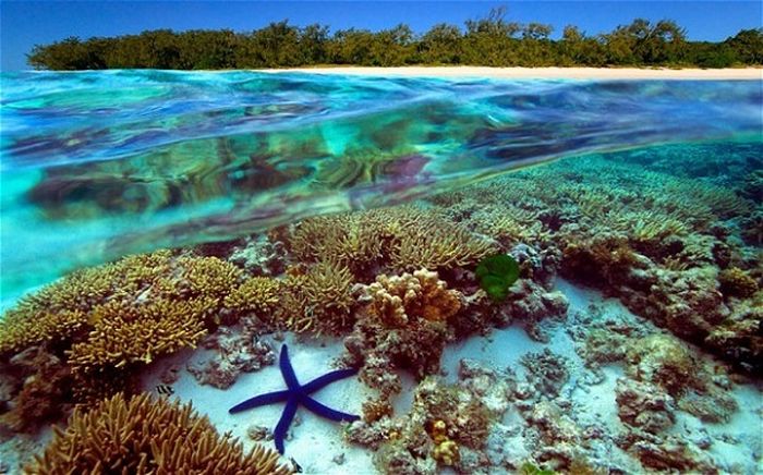 Du lịch úc tháng 7 tham quan Rạn san hô lớn nhất thế giới của Úc 